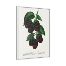 Lucretia Dewberry lithograph. Digitally enhanced from our own original 1900 edition plates of Botanical Specimen published by Rochester Lithographing