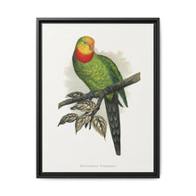 Barraband's Parakeet (Polytelis swainsonii) colored wood-engraved plate by Alexander Francis Lydon - NOMADEN ART GALLERY