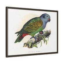 Red-Vented Parrot (Amazona martinicana) colored wood-engraved plate by Alexander Francis Lydon