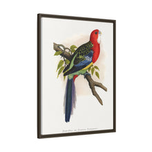 Rose-Hill or Rosella Parrakeet (Platycercus eximius) colored wood-engraved plate by Alexander Francis Lydon