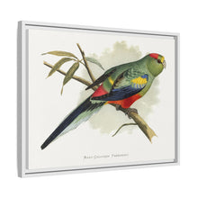 Many-Coloured Parrakeet (Psephotellus varius) colored wood-engraved plate by Alexander Francis Lydon