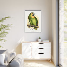 Blue-Fronted Amazon (Amazona aestiva) colored wood-engraved plate by Alexander Francis Lydon