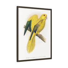 Golden or Queen Bavaria's Parrot (Guaruba guarouba) colored wood-engraved plate by Alexander Francis Lydon.