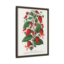 Prunus Triloba flower lithograph. Digitally enhanced from our own original 1900 edition plates of Botanical Specimen published by Rochester Lithographing