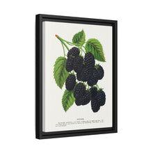 Snyder Blackberry lithograph from Botanical Specimen published by Rochester Lithographing