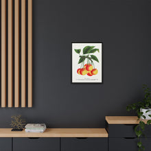 Gov Wood cherry lithograph. Digitally enhanced from our own original 1900 edition plates of Botanical Specimen published by Rochester Lithographing