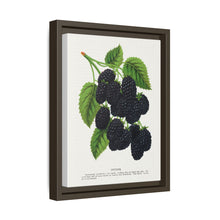 Snyder Blackberry lithograph from Botanical Specimen published by Rochester Lithographing