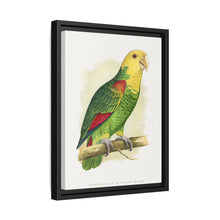 Double-Fronted or Le Vaillant's Amazon (Amazona oratrix) colored wood-engraved plate by Alexander Francis Lydon.