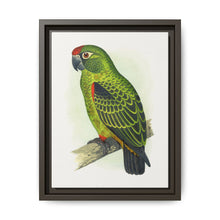 Jardine's Parrot (Poicephalus gulielmi gulielmi) colored wood-engraved plate by Alexander Francis Lydon. - NOMADEN ART GALLERY