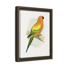 Sun Parrakeet (Aratinga solstitialis) colored wood-engraved plate by Alexander Francis Lydon