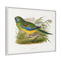 Turquoisine (Neophema pulchella) colored wood-engraved plate by Alexander Francis Lydon