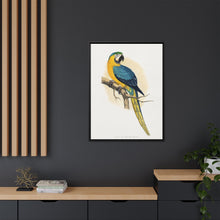 Blue and Yellow Macaw (Ara ararauna) colored wood-engraved plate by Alexander Francis Lydon