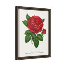 Red rose, General Jacquemont flower lithograph. Digitally enhanced from our own original 1900 edition plates of Botanical Specimen published by Rochester Lithographing