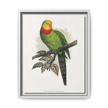 Barraband's Parakeet (Polytelis swainsonii) colored wood-engraved plate by Alexander Francis Lydon - NOMADEN ART GALLERY
