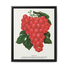 Vergennes grape lithograph. Digitally enhanced from our own original 1900 edition plates of Botanical Specimen published by Rochester Lithographing - NOMADEN ART GALLERY