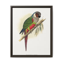 White-Eared Conure (Pyrrhura leucotis) colored wood-engraved plate by Alexander Francis Lydon - NOMADEN ART GALLERY