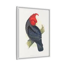 Gang-Gang Cockatoo (Callocephalon fimbriatum) colored wood-engraved plate by Alexander Francis Lydon