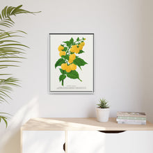 Golden queen raspberry lithograph. Digitally enhanced from our own original 1900 edition plates of Botanical Specimen published by Rochester Lithographing