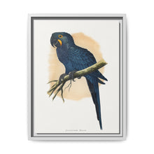 Hyacinthine Macaw (Anodorhynchus hyacinthinus) colored wood-engraved plate by Alexander Francis Lydon. - NOMADEN ART GALLERY