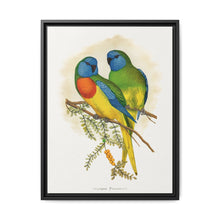 Splendid Parrakeet (Neophema splendida) colored wood-engraved plate by Alexander Francis Lydon - NOMADEN ART GALLERY