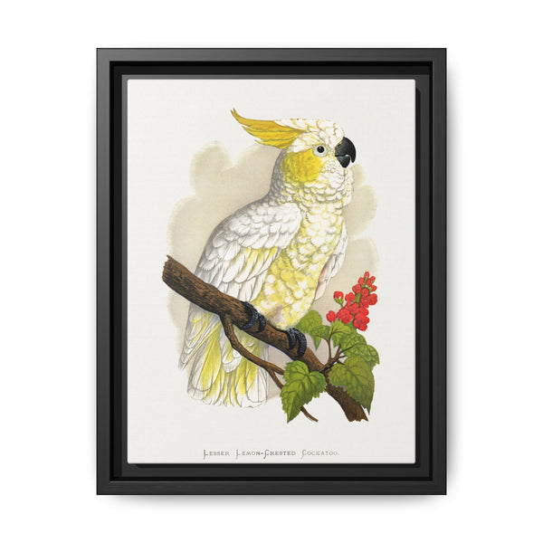 Lesser Lemon-Crested Cockatoo (Cacatua sulphurea) colored wood-engraved plate by Alexander Francis Lydon - NOMADEN ART GALLERY
