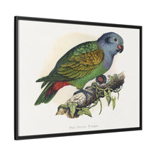 Red-Vented Parrot (Amazona martinicana) colored wood-engraved plate by Alexander Francis Lydon
