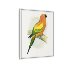 Sun Parrakeet (Aratinga solstitialis) colored wood-engraved plate by Alexander Francis Lydon