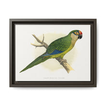 Golden-Crowned Conure (Aratinga auricapillus) colored wood-engraved plate by Alexander Francis Lydon - NOMADEN ART GALLERY