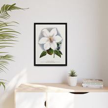Clematis flower lithograph. Digitally enhanced from our own original 1900 edition plates of Botanical Specimen published by Rochester Lithographing