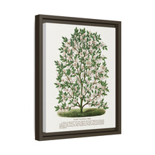 Hardy Magnolia tree lithograph. Digitally enhanced from our own original 1900 edition plates of Botanical Specimen published by Rochester Lithographing
