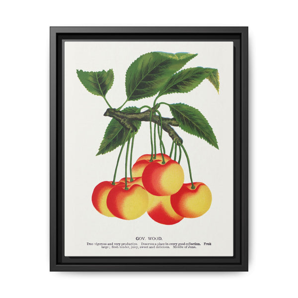 Gov Wood cherry lithograph. Digitally enhanced from our own original 1900 edition plates of Botanical Specimen published by Rochester Lithographing - NOMADEN ART GALLERY