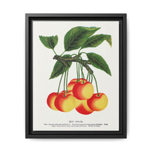 Gov Wood cherry lithograph. Digitally enhanced from our own original 1900 edition plates of Botanical Specimen published by Rochester Lithographing - NOMADEN ART GALLERY