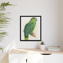 Mealy Amazon (Amazona farinosa) colored wood-engraved plate by Alexander Francis Lydon