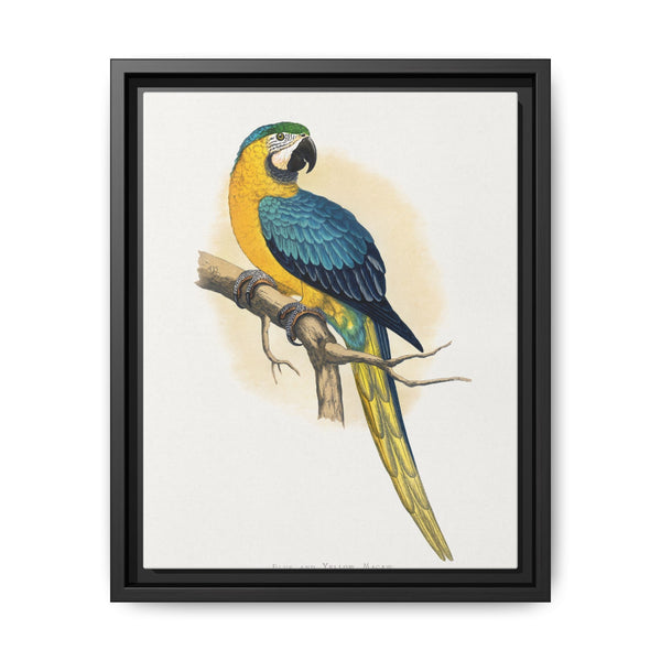 Blue and Yellow Macaw (Ara ararauna) colored wood-engraved plate by Alexander Francis Lydon - NOMADEN ART GALLERY