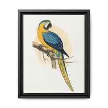 Blue and Yellow Macaw (Ara ararauna) colored wood-engraved plate by Alexander Francis Lydon - NOMADEN ART GALLERY