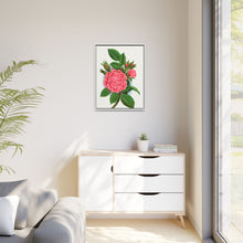 Pink rose, Salet Moss lithograph. Digitally enhanced from our own original 1900 edition plates of Botanical Specimen published by Rochester Lithographing