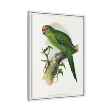 Golden-Crowned Parrakeet (Cyanoramphus auriceps) colored wood-engraved plate by Alexander Francis Lydon