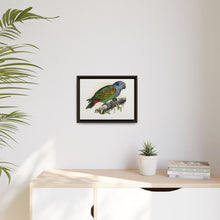 Red-Vented Parrot (Amazona martinicana) colored wood-engraved plate by Alexander Francis Lydon