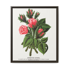 Pink roses, Crested Moss lithograph. Digitally enhanced from our own original 1900 edition plates of Botanical Specimen published by Rochester Lithographing - NOMADEN ART GALLERY