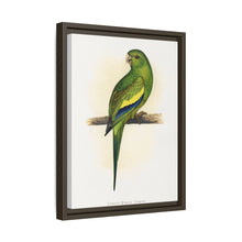 Canary-Winged Conure ( Brotogeris versicolurus) colored wood-engraved plate by Alexander Francis Lydon