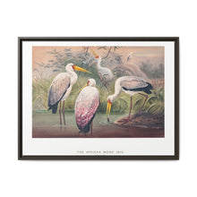 The African Wood Ibis from Zoological sketches (1861-1867) by Joseph Wolf and Philip Lutley Sclater - NOMADEN ART GALLERY