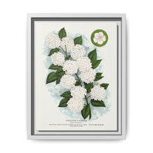 Japanese snowball flower lithograph. Digitally enhanced from our own original 1900 edition plates of Botanical Specimen published by Rochester Lithographing - NOMADEN ART GALLERY