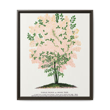 Purple Fringe tree lithograph. Digitally enhanced from our own original 1900 edition plates of Botanical Specimen published by Rochester Lithographing - NOMADEN ART GALLERY