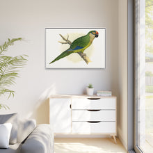 Golden-Crowned Conure (Aratinga auricapillus) colored wood-engraved plate by Alexander Francis Lydon