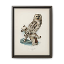 Strix uralensis ♀ illustrated by the von Wright brothers from our own 1929 folio version of Svenska Fåglar Efter Naturen Och Pa Sten Ritade - NOMADEN ART GALLERY