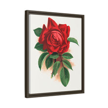 Red rose, Alfred Colomb lithograph. Digitally enhanced from our own original 1900 edition plates of Botanical Specimen published by Rochester Lithographing