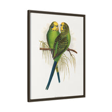 Budgerigar (Melopsittacus undulatus) colored wood-engraved plate by Alexander Francis Lydon