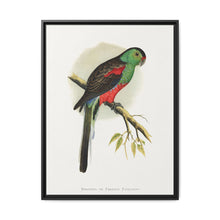 Beautiful or Paradise Parrakeet (Psephotus pulcherrimus) colored wood-engraved plate by Alexander Francis Lydon - NOMADEN ART GALLERY