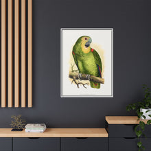 Blue-Fronted Amazon (Amazona aestiva) colored wood-engraved plate by Alexander Francis Lydon
