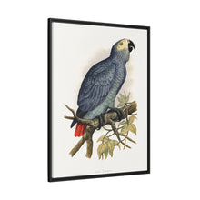 Grey Parrot (Psittacus erithacus) colored wood-engraved plate by Alexander Francis Lydon.